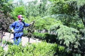 園林綠化苗木藥害預(yù)防與救治 