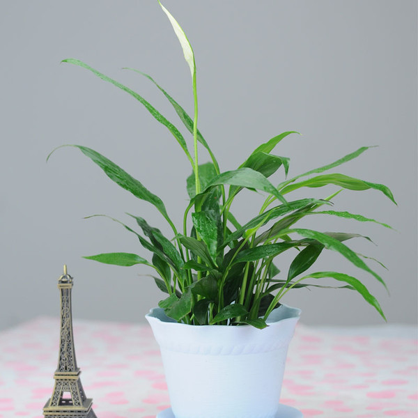 小型植物