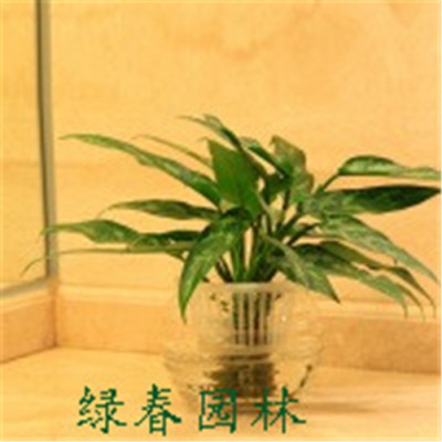 水養(yǎng)黑美人