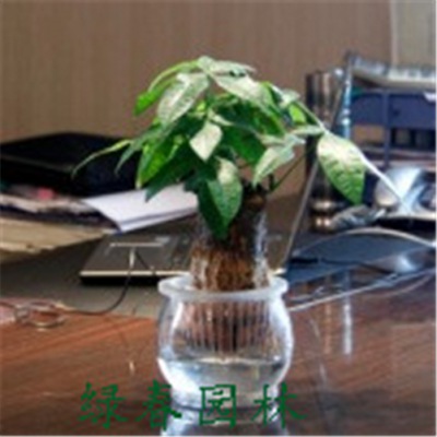 水養(yǎng)發(fā)財(cái)樹