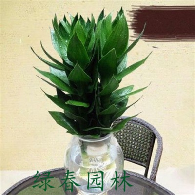 水養(yǎng)滴水觀音