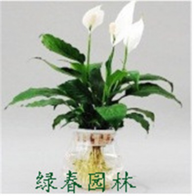 水養(yǎng)白掌