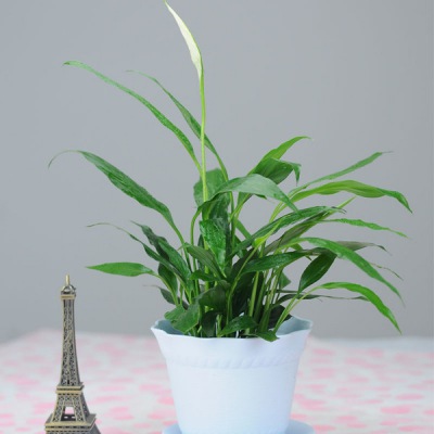 小型植物