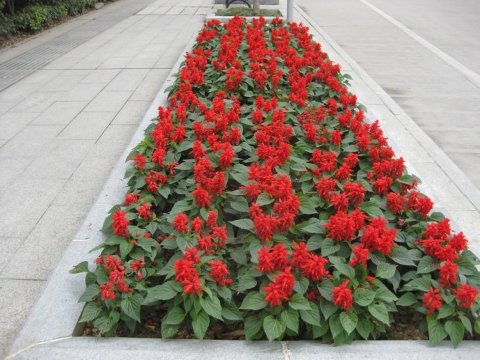 一串紅