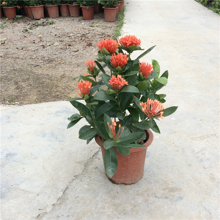 龍船花