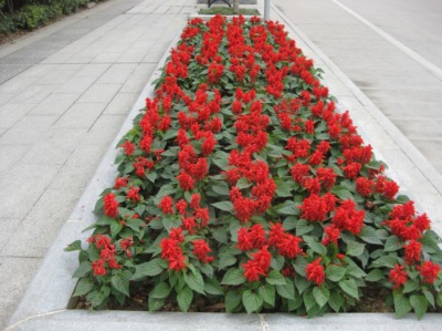 一串紅