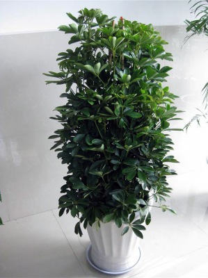 鴨腳木