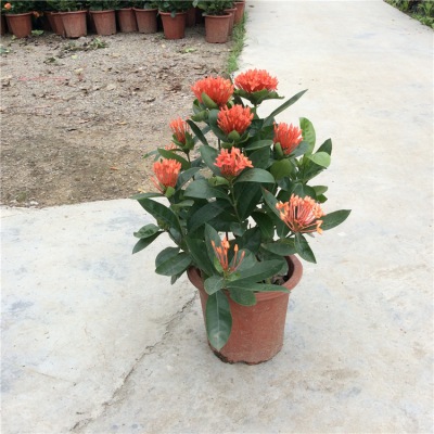 龍船花